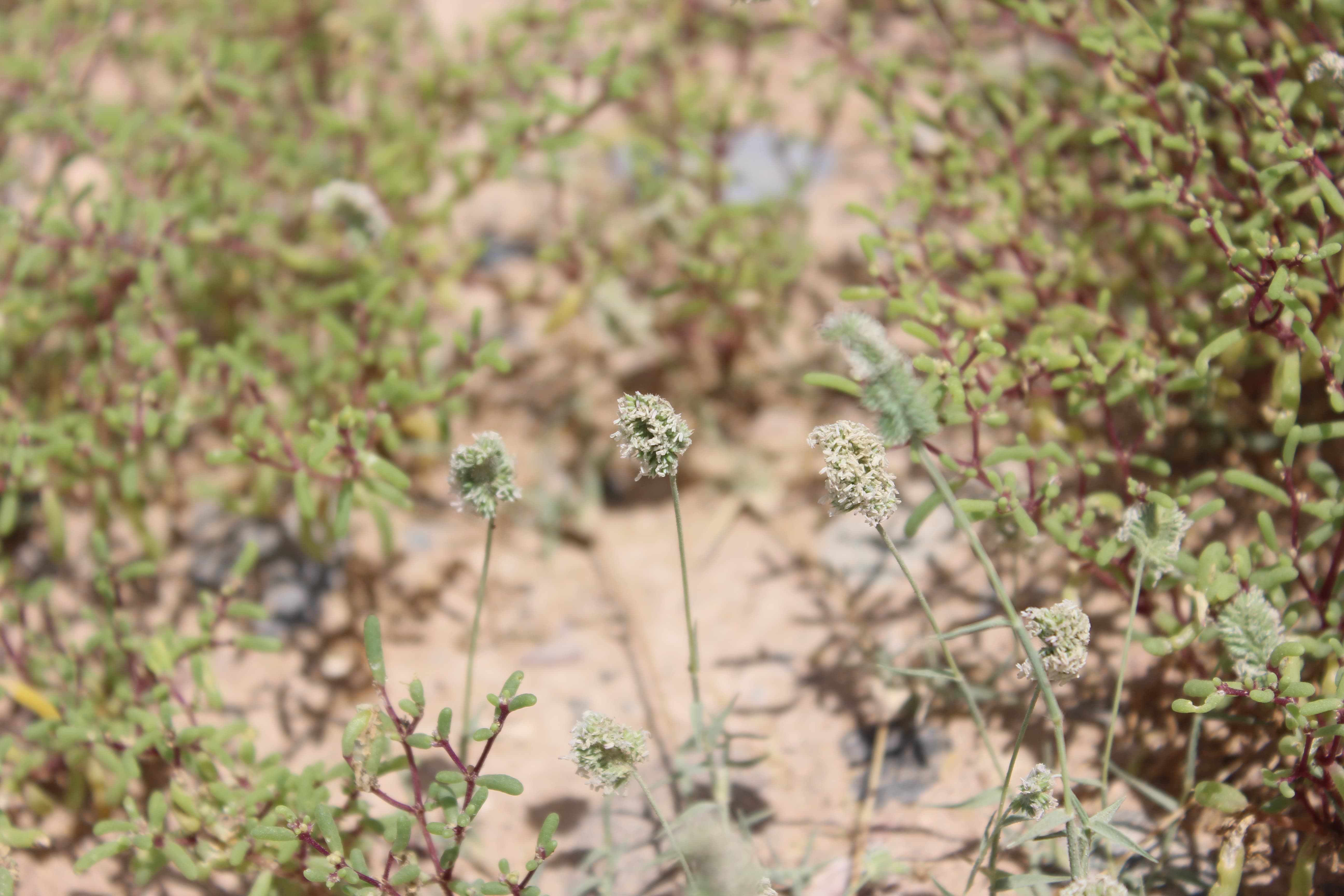 Plant Image